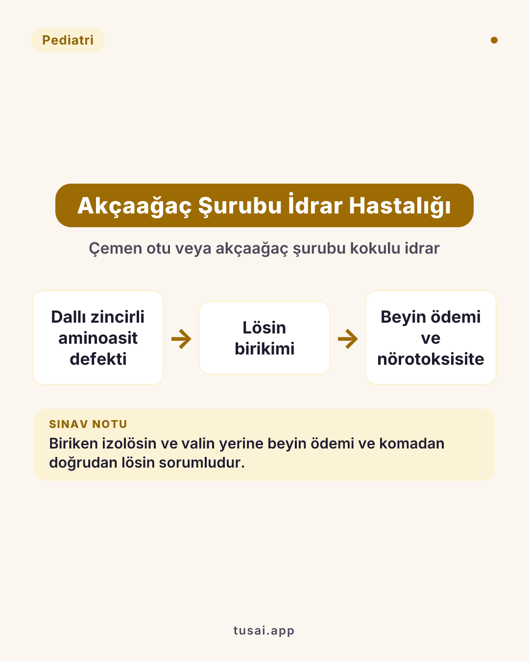 Akçaağaç Şurubu İdrar Hastalığı (MSUD): Dallı zincirli aminoasitlerin (Lösin, İzolösin, Valin) yıkım defektidir. Bebeklerin idrarı ve bezi "akçaağaç şurubu / çemen otu" gibi kokar. Hücre içine su çekerek ağır nörotoksisite ve beyin ödemi yapan, komaya sokan temel aminoasit lösindir.