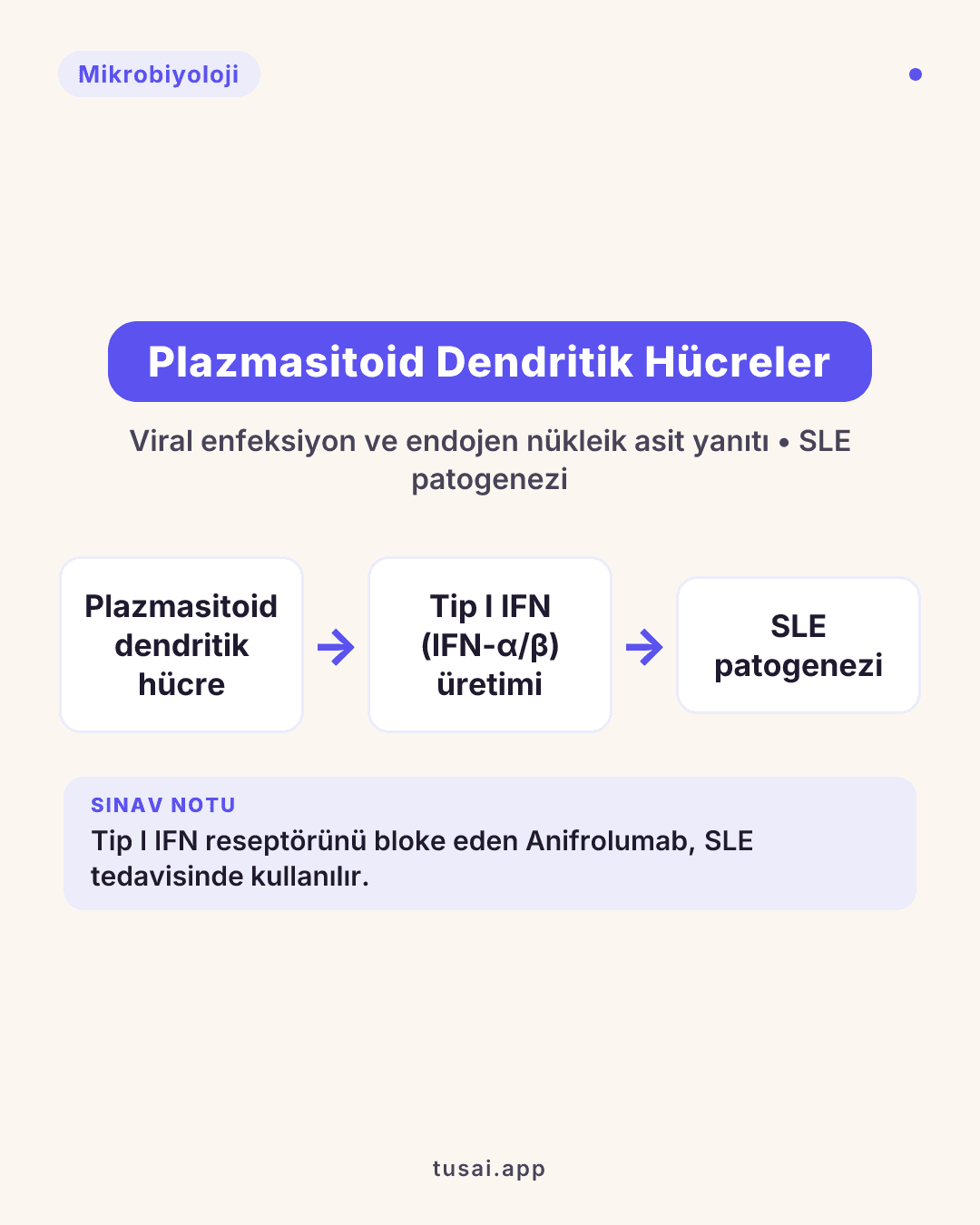 Plazmasitoid Dendritik Hücreler ve SLE: Antijen sunan hücrelerden (APC) olan Plazmasitoid Dendritik Hücreler (pDC), viral enfeksiyonlara ve endojen nükleik asitlere yanıt olarak Tip I İnterferon (IFN-α ve IFN-β) üretiminin vücuttaki ana kaynağıdır. Sistemik Lupus Eritematozus (SLE) patogenezindeki anahtar rolleri nedeniyle, Tip I IFN reseptörünü bloke eden Anifrolumab güncel kılavuzlarda SLE tedavisinde yerini almıştır.