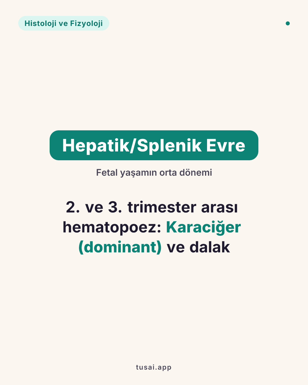 Hepatik/Splenik Evre: Karaciğer (Dominant) ve Dalak - 2. ve 3. trimester arası.